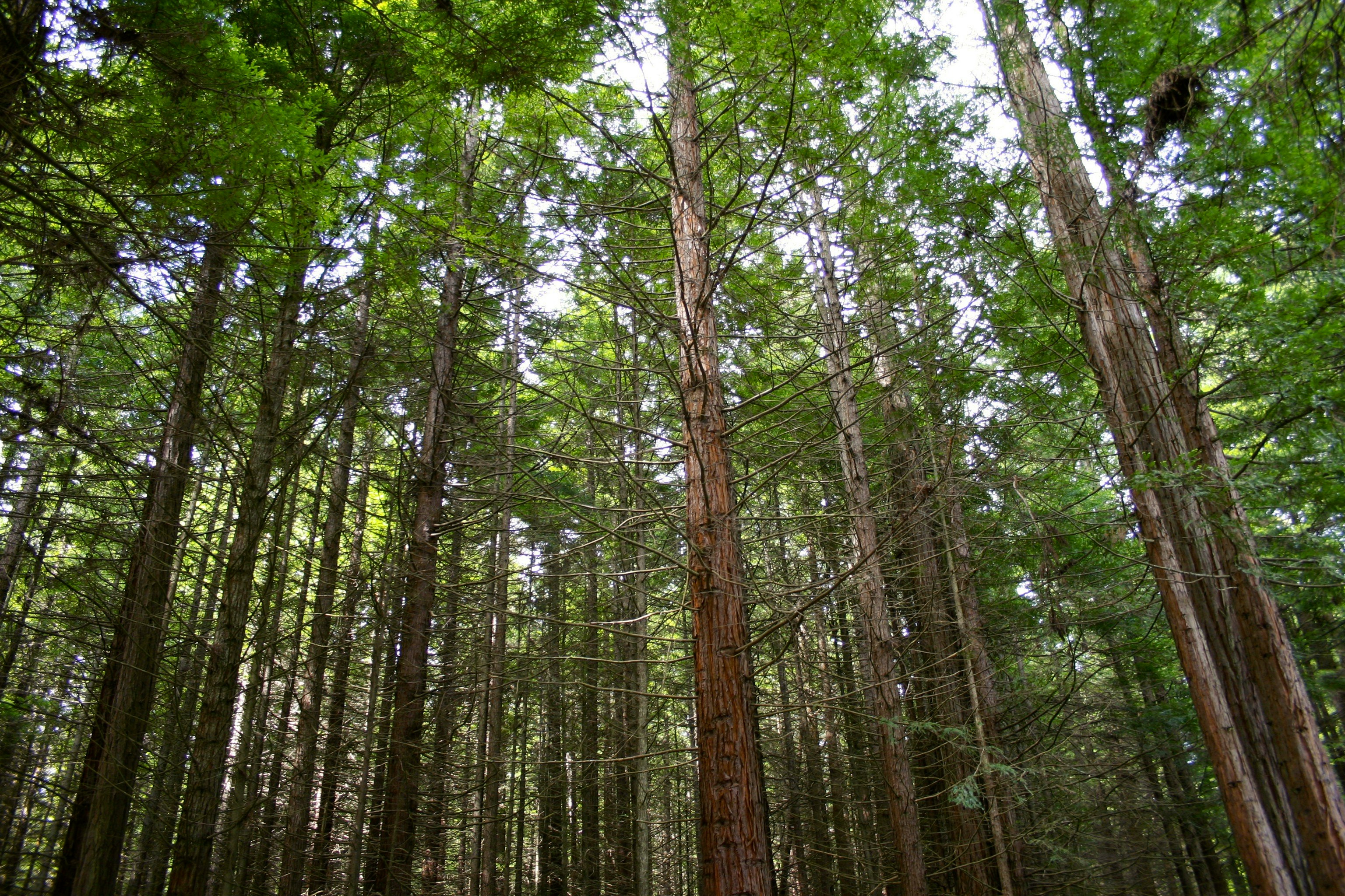 green trees under white sky during daytime